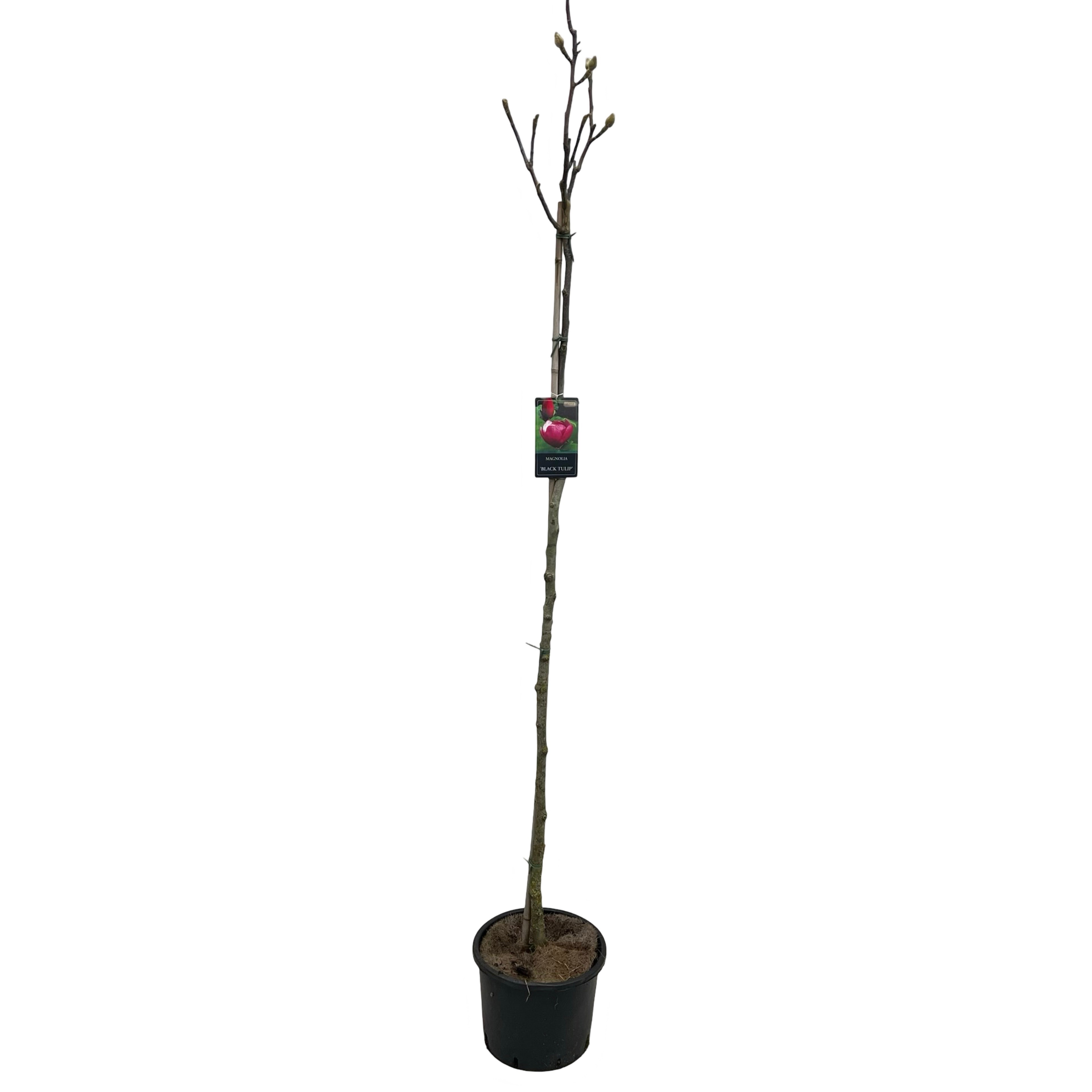 Magnolia 'Black Tulip'® Stam 150cm, D 32