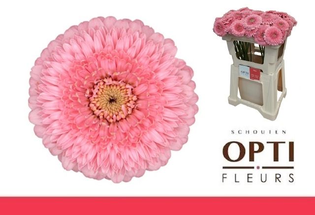 Гермини Помпон Пигги, шт.