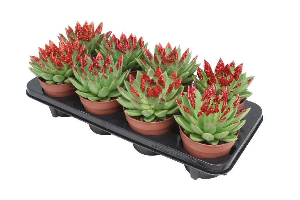 Miranda + red Natureglit® points, D 12 cm