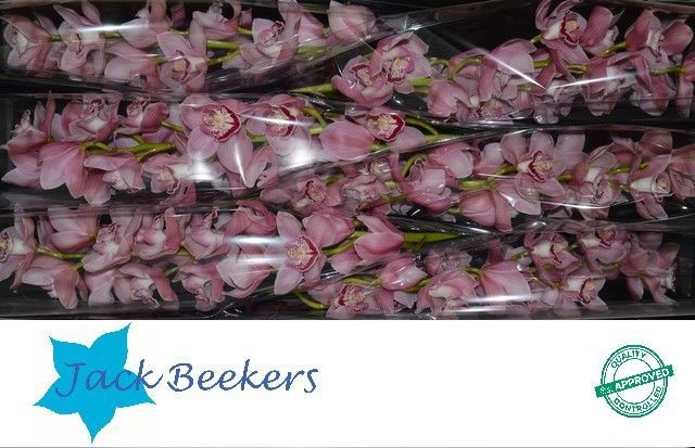 Цимбидиум Эсмеральда x6 80, шт.