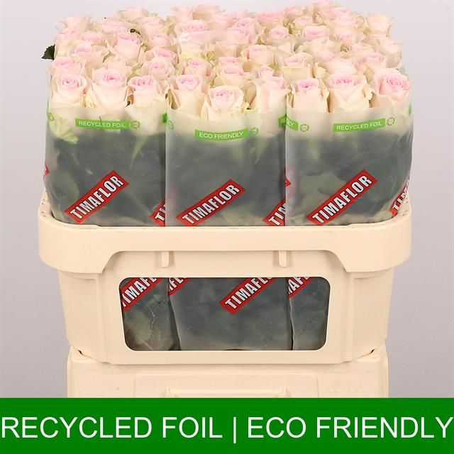 Роза од. Ривайвел Свит 70, шт.