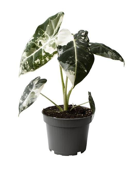 ALOCASIA MICHOLITZIANA 'FRYDEK VARIEGATA', D 12
