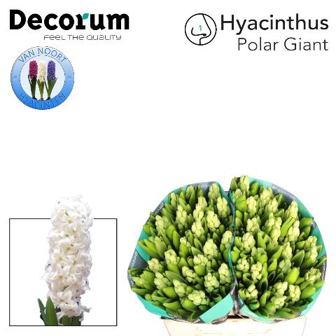 Гиацинт Полар Джаент, шт.