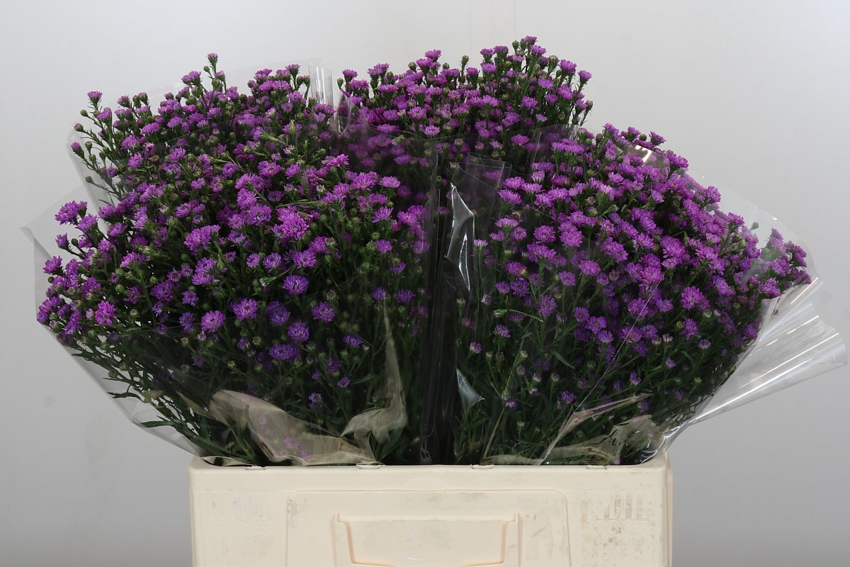 Астер Асти Мини Бэби Пинк 60, шт.