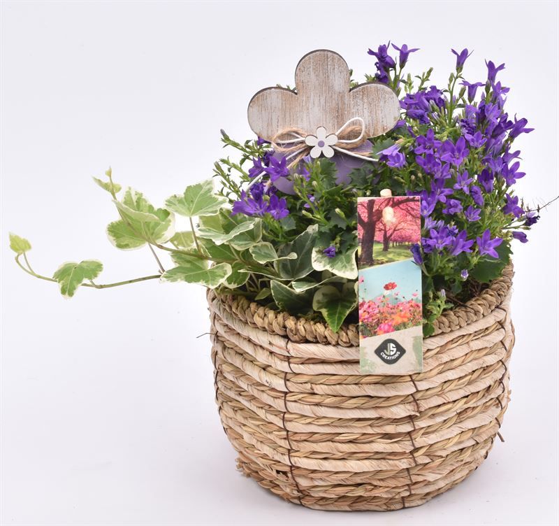 Mais mand 16cm, D 16