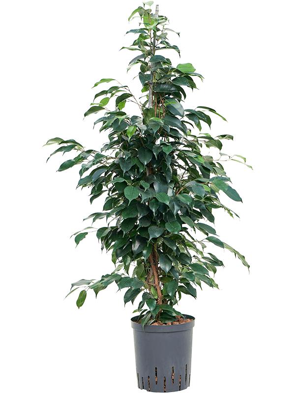 Ficus benjamina 'Danielle', D 18 cm
