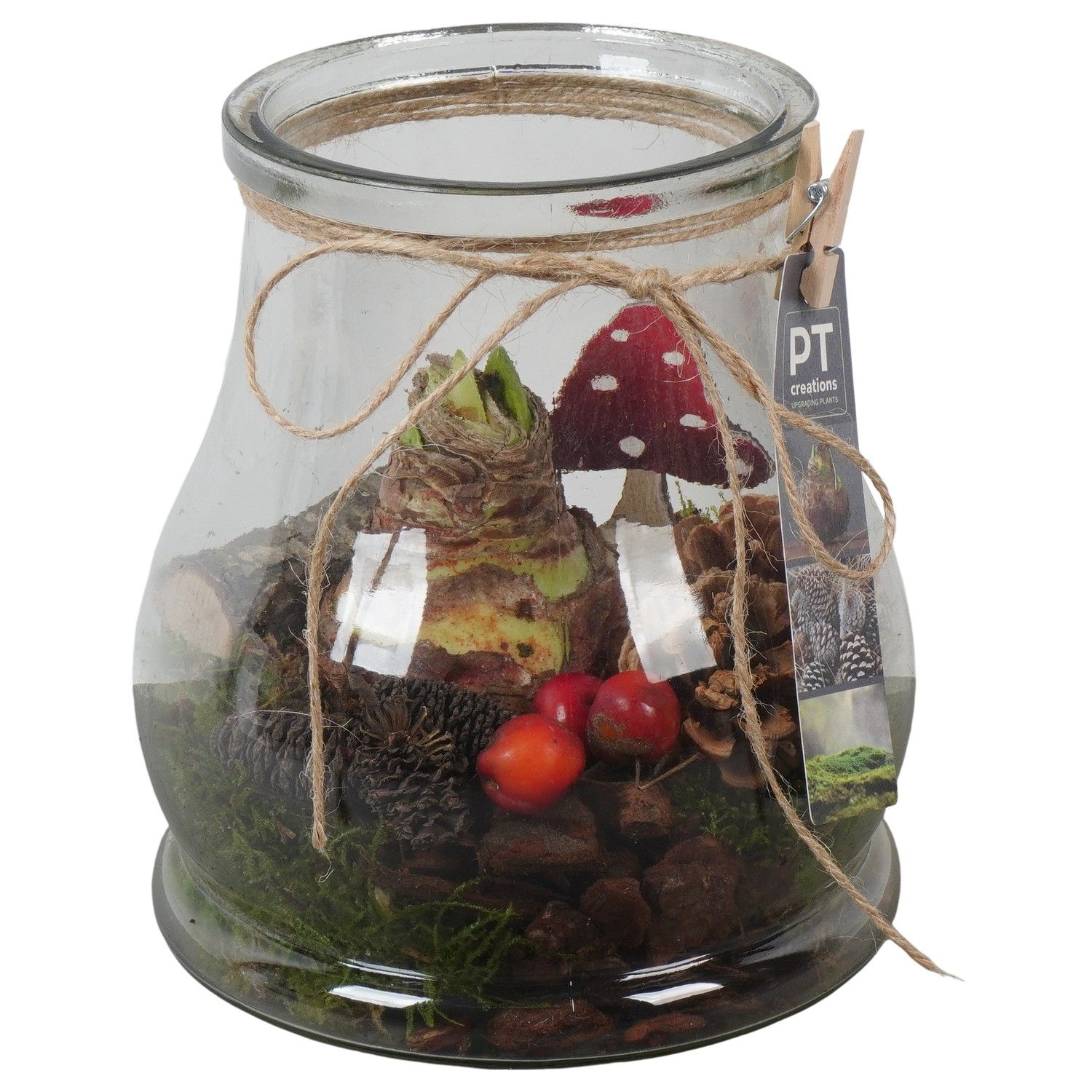 PTAA7579 Arrangement Amaryllis in glazen vaas, D 16 cm