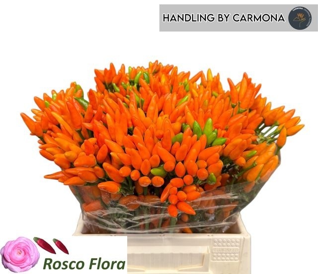 Капсикум Оранж Фае 45, шт.