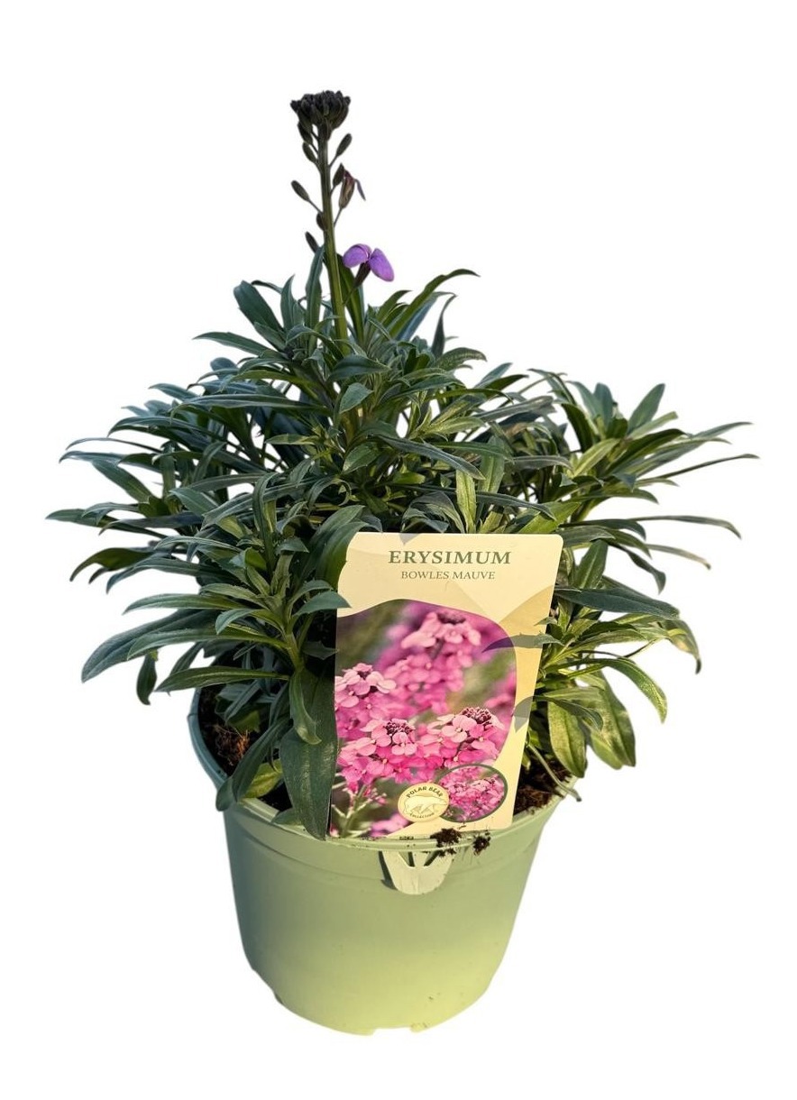 Erysimum 'Bowles Mauve', D 17