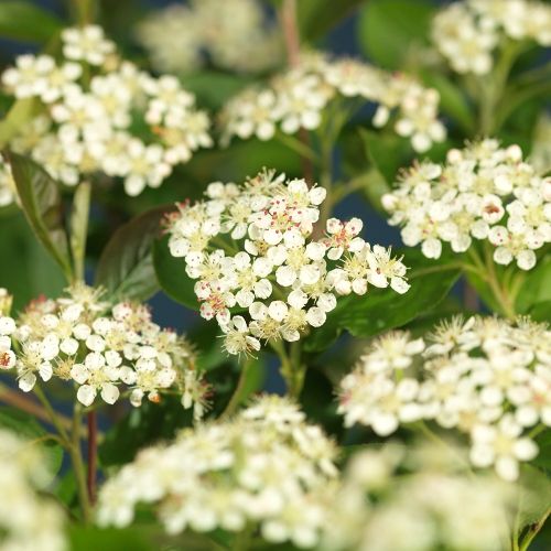 Aronia prunifolia 'Viking' +light label, D 17