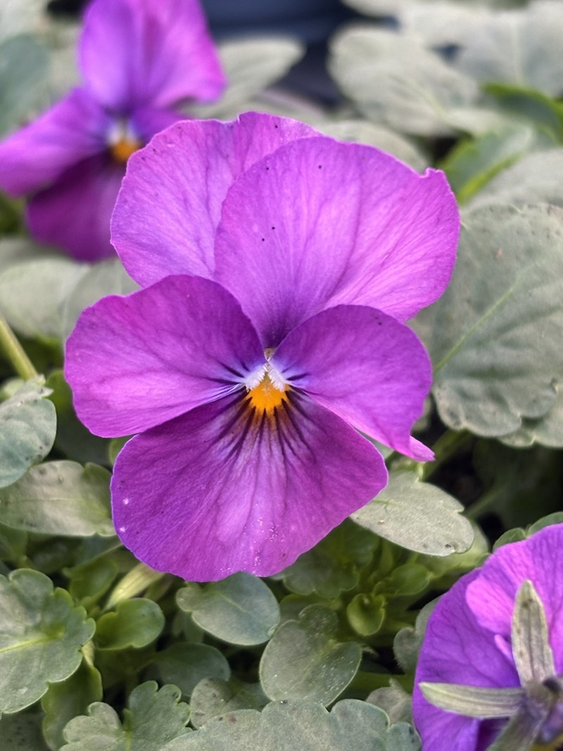 VIOLA CORNUTA-HYBRID 'LILLA ANTIK', D 9