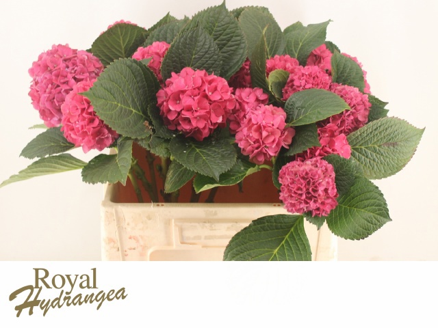 Гортензия Родео Рэд 50, шт.