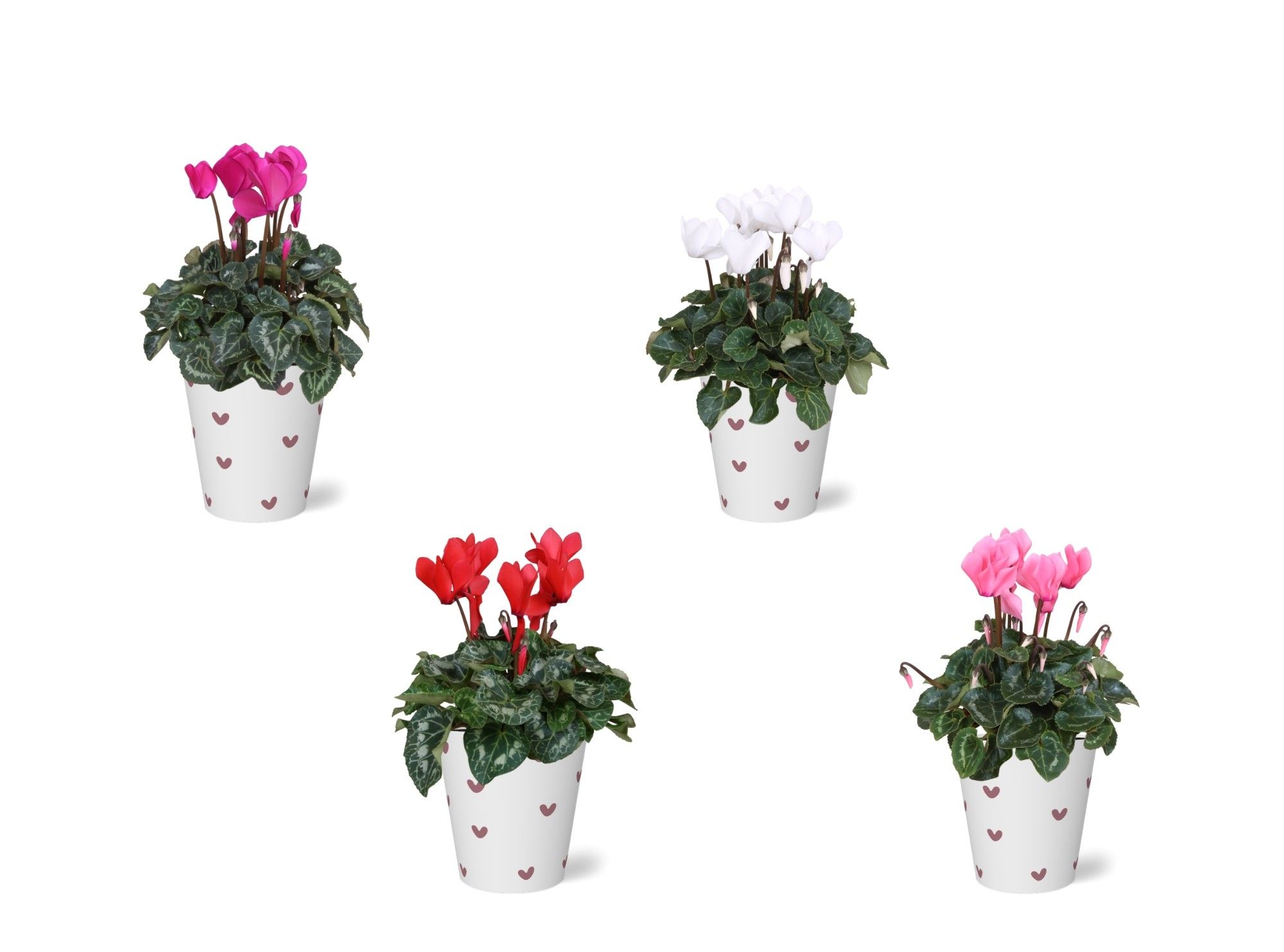 Cyclamen in Smartcup (Valentijn), D 13