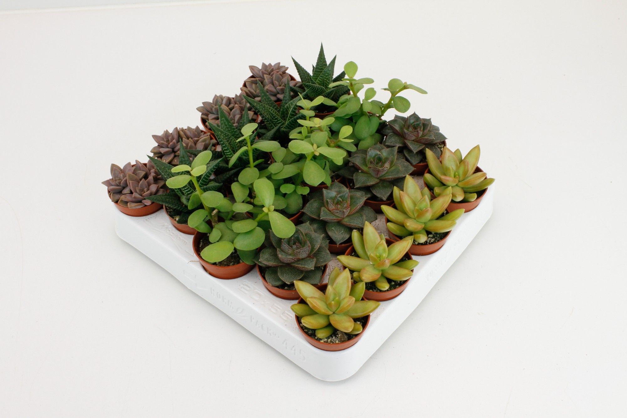 Succulenten Op Rij, D 5,5