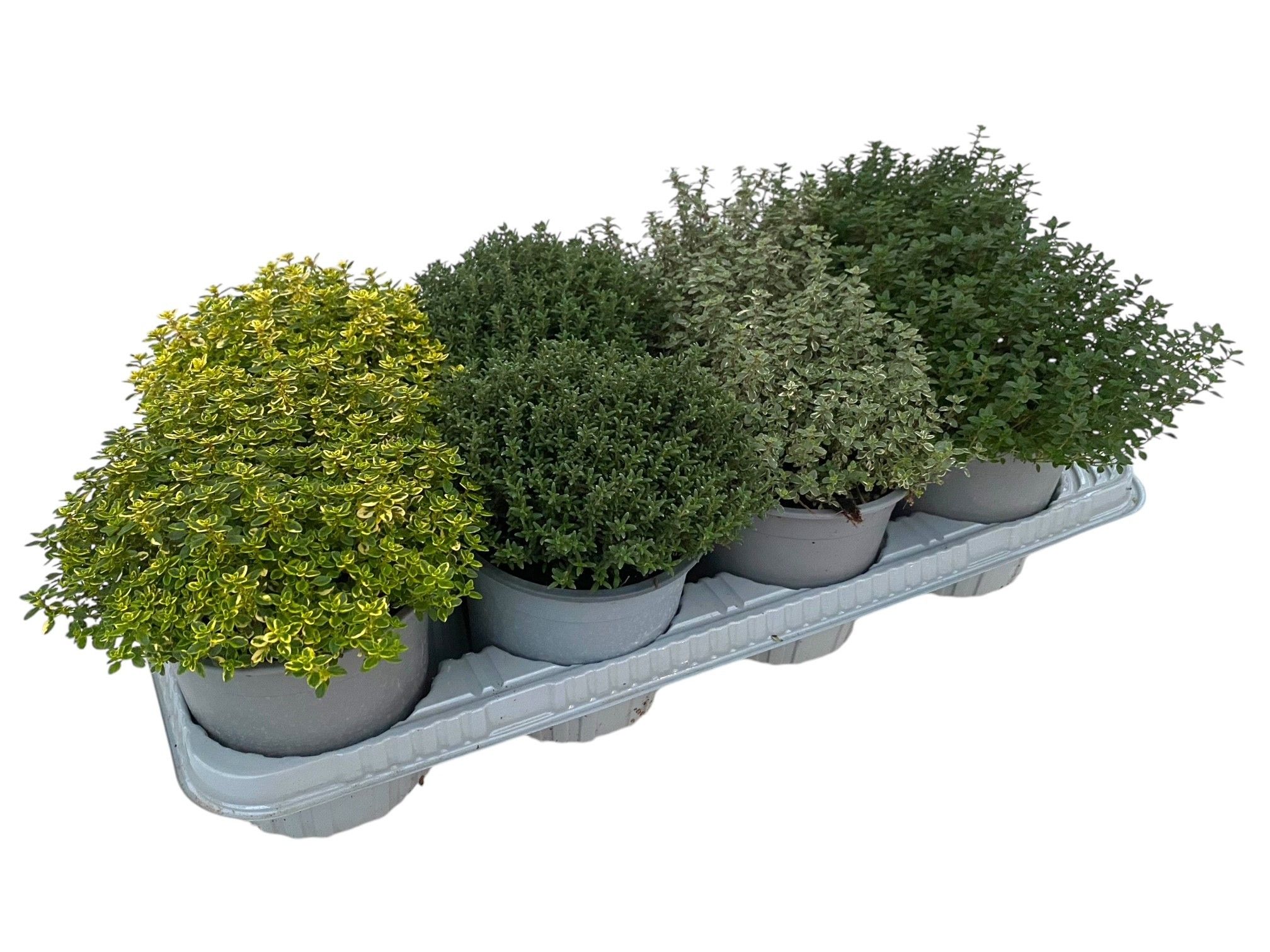 Thymus gemengd in tray, D 14