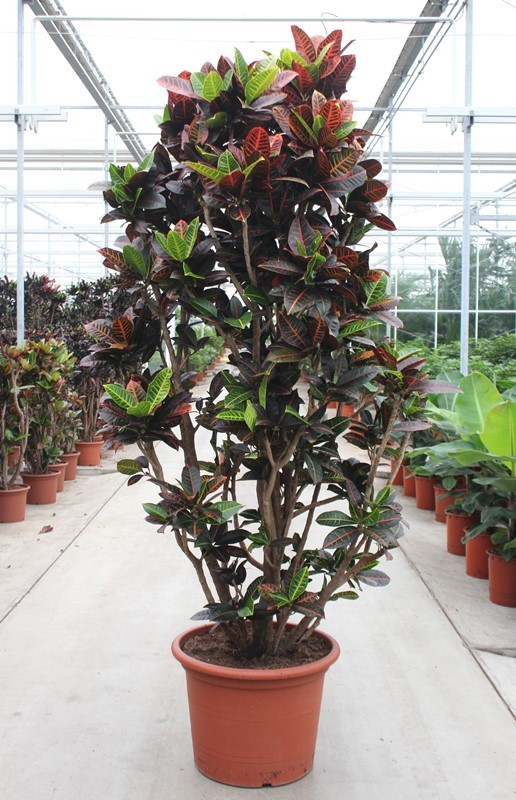 Codiaeum Petra, D 60