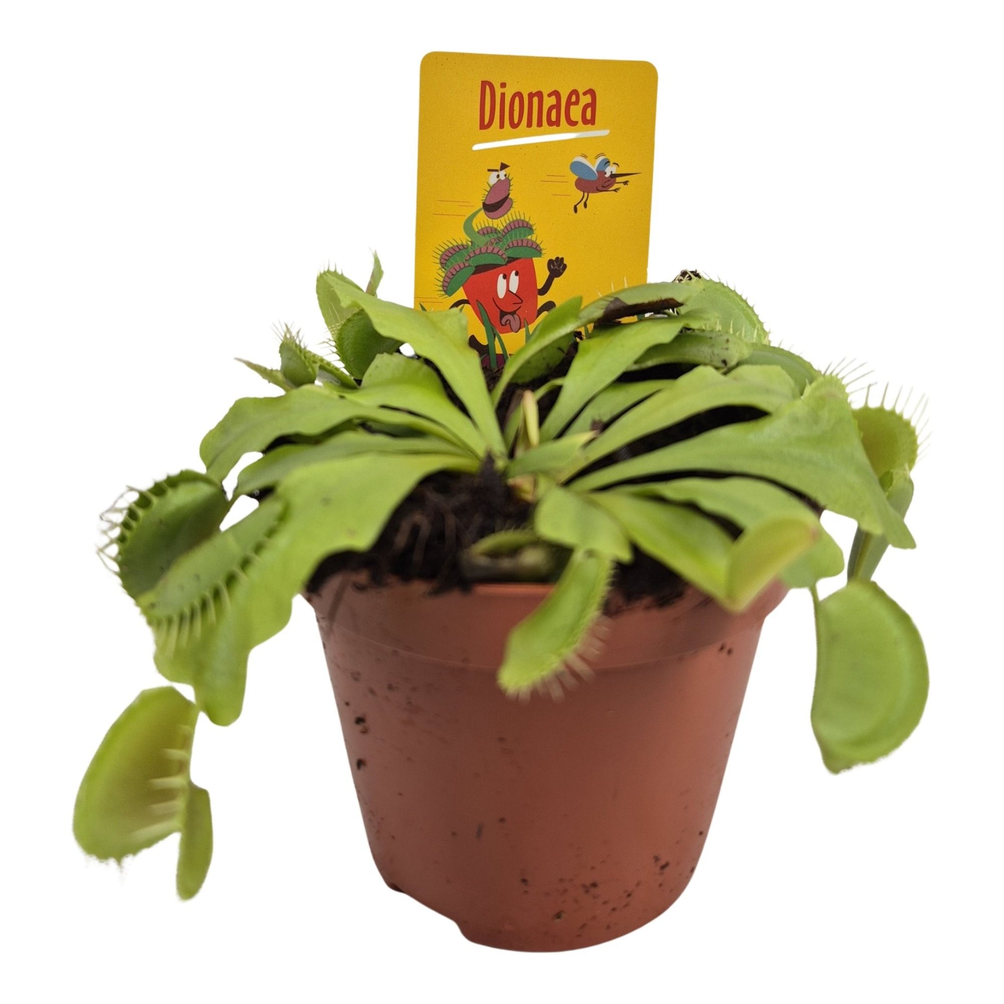 Dionaea muscipula, D 8,5