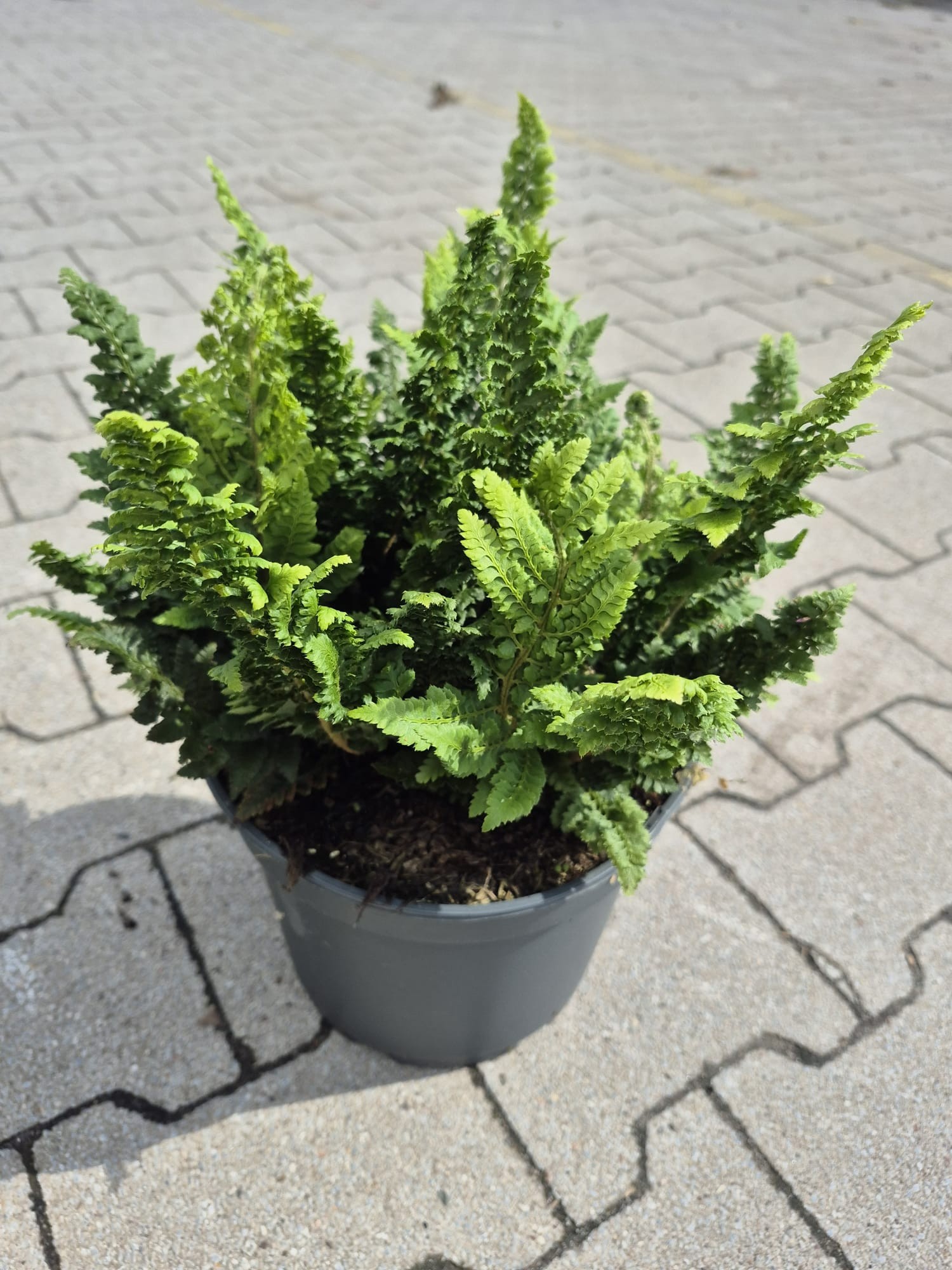 Polystichum set. 'Congestum', D 23 cm