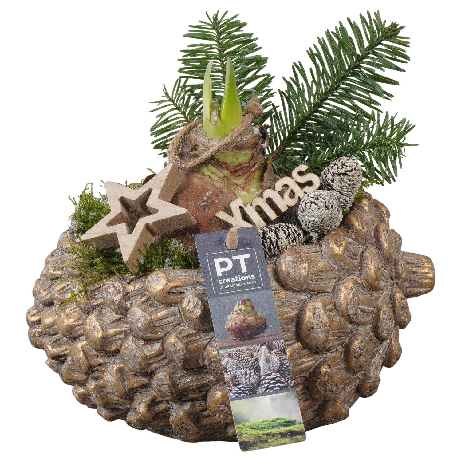 PTACH5852 Arrangement Amaryllis Christmas in beton pot, D 21 cm PTACH5852 Arrangement Amaryllis Christmas in beton pot, D 21 cm