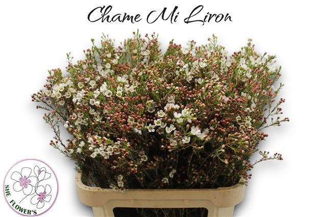 Шамелациум Лирон 80, шт.