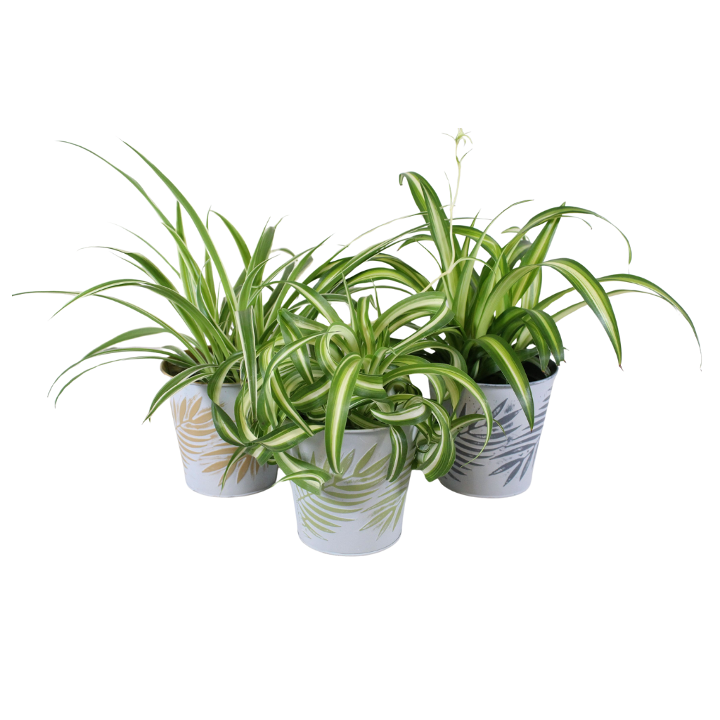 Chlorophytum mix in sierpot 3 kleuren, D 12