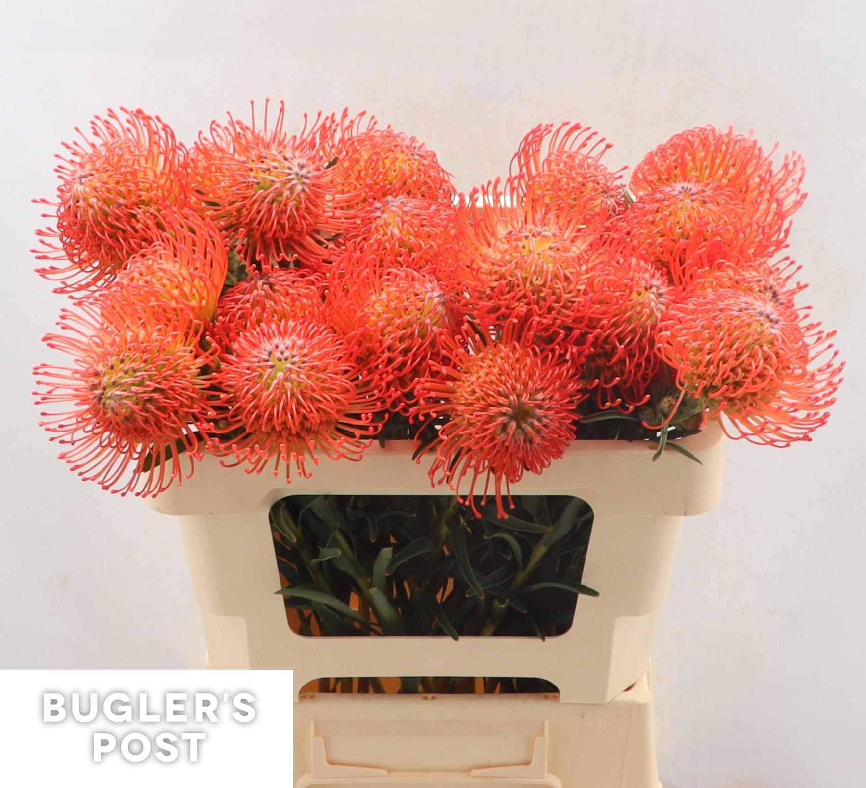 Нутанс Саксешн 50 (красн.), шт.