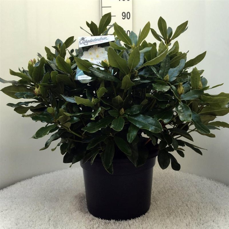 Rhododendron 'Cunningham's White', D 38