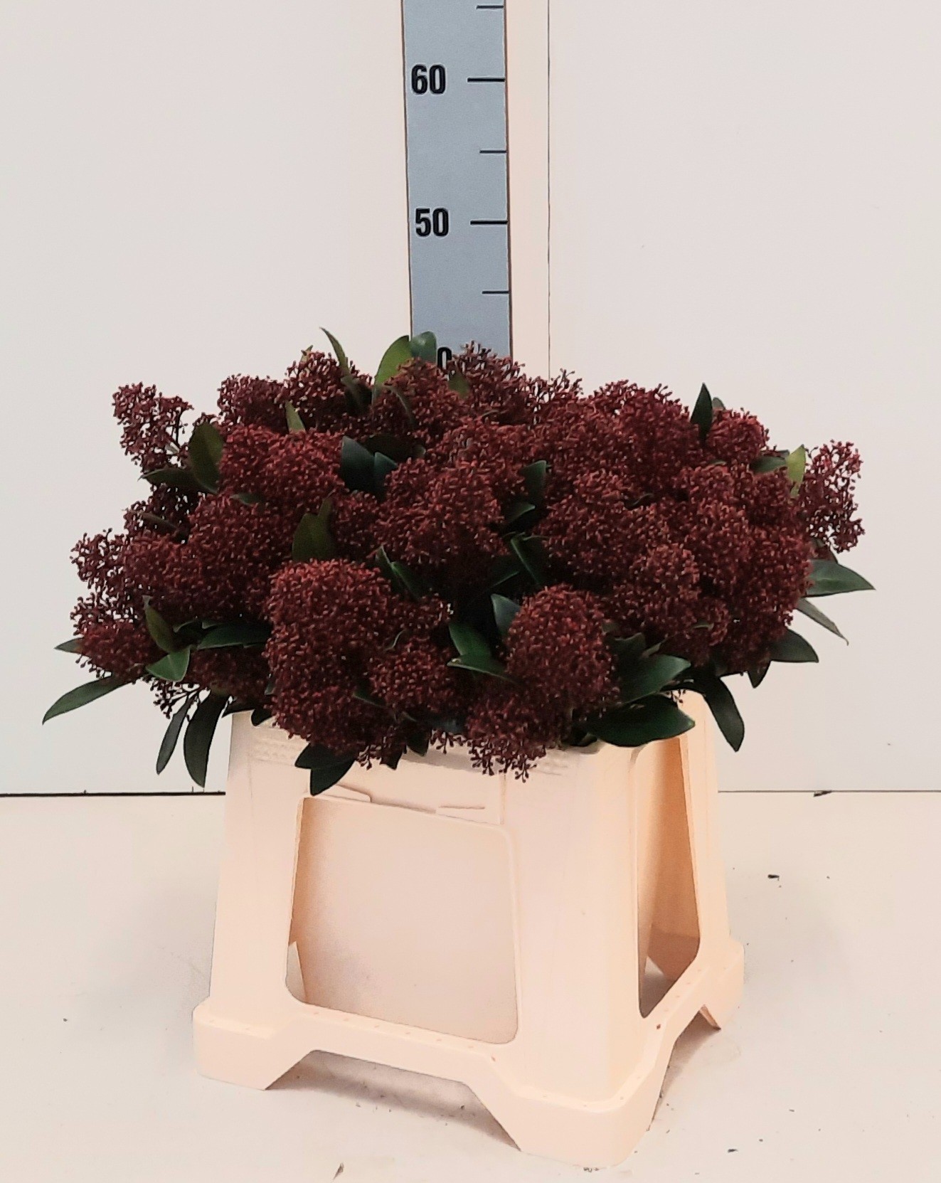 Скимия Рубелла 40, шт.