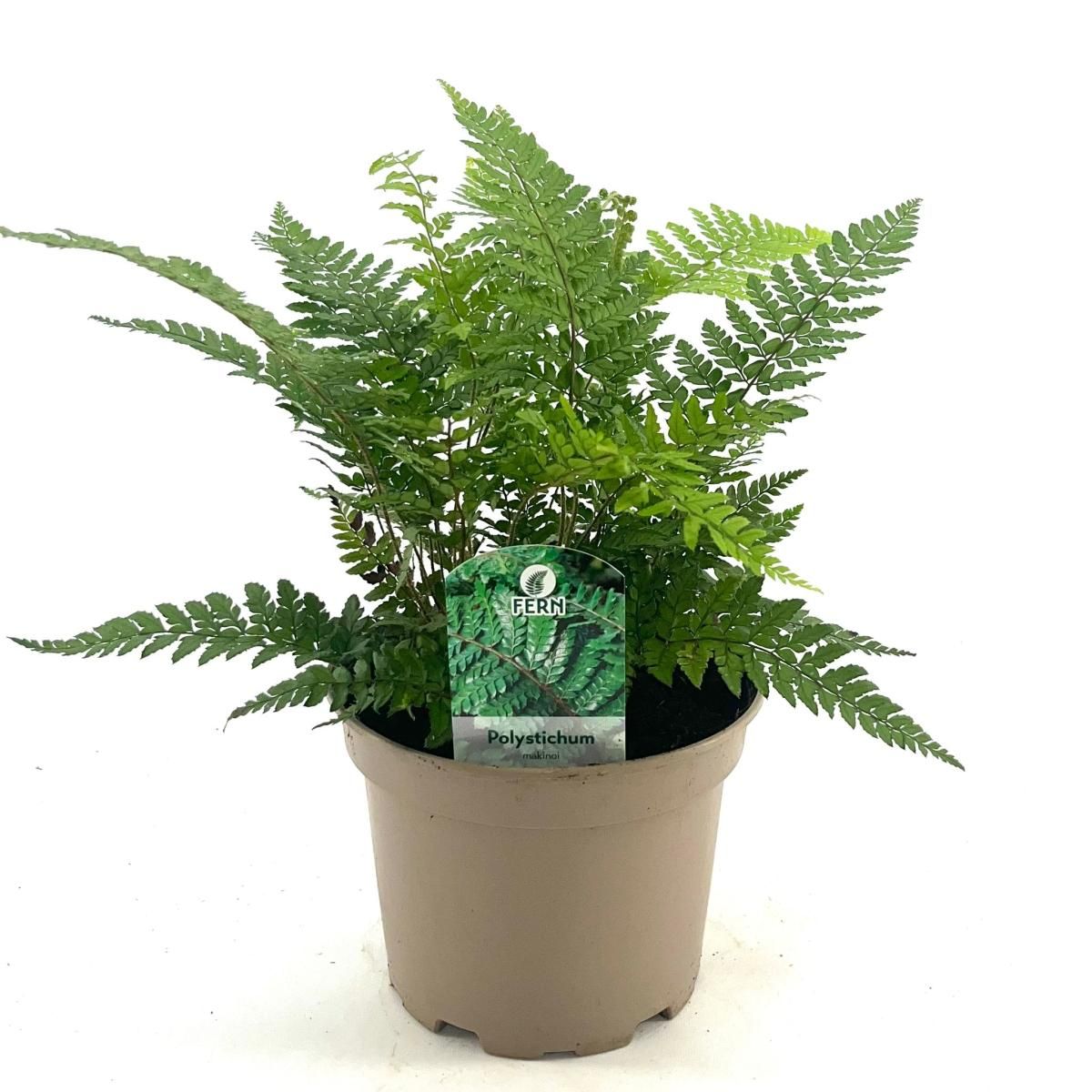 Polystichum makinoi, D 17