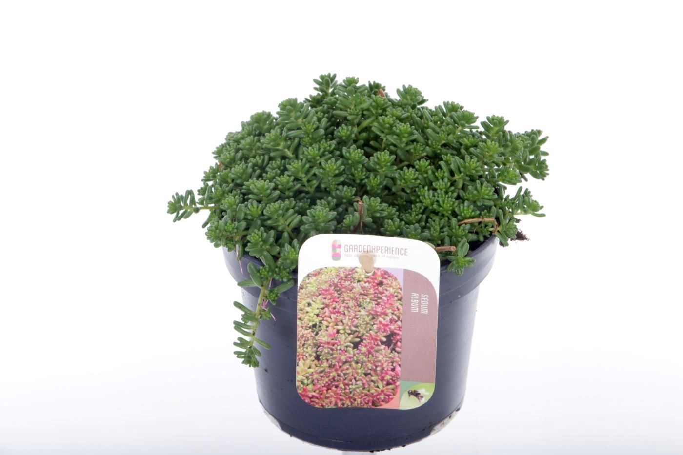 Sedum album Coral Carpet, D 13