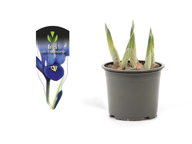 IRIS RETICULATA 'HARMONY', D 9
