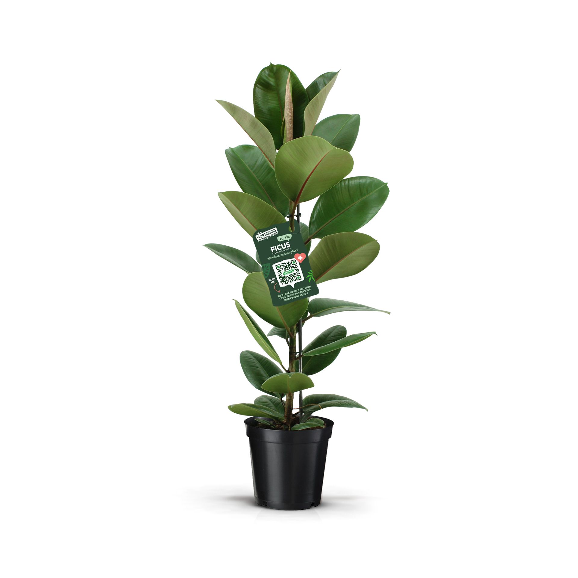 Ficus Elastica Robusta, D 21