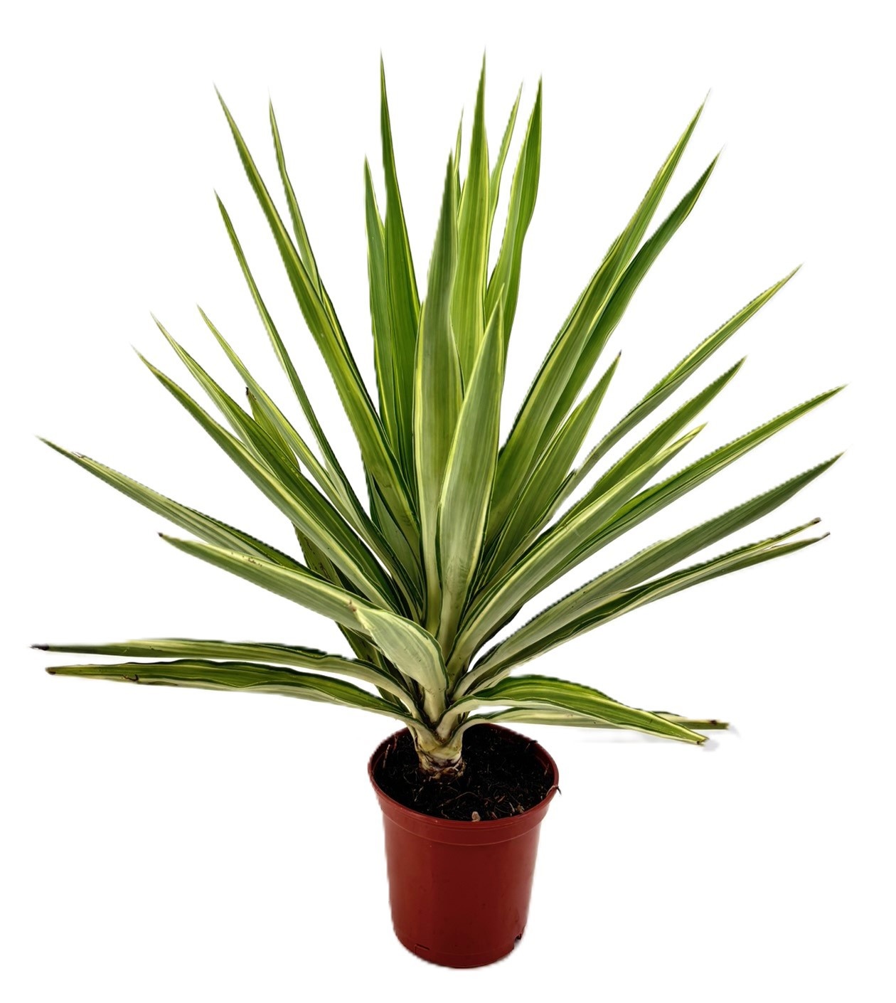 Yucca jewel, D 15