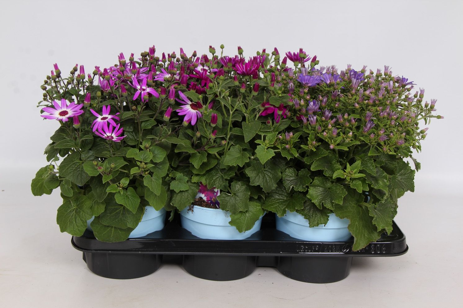 Senetti Pericallis Cruentus Grp gemengd - in baby blue pot, D 17