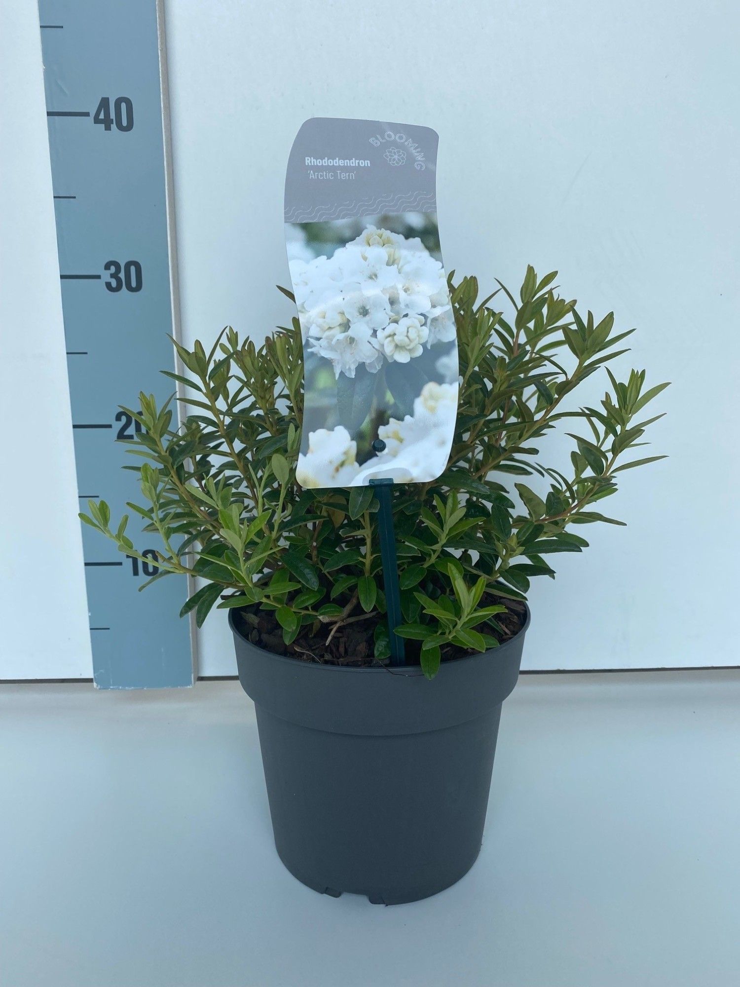 Rhododendron 'Arctic Tern', D 17