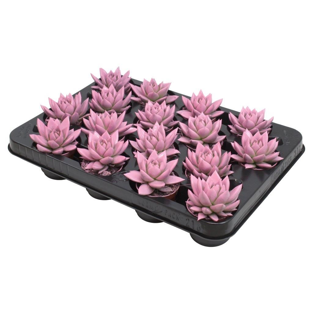 Miranda coloured pink, D 6 cm