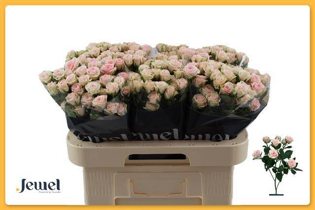 Роза куст. Северина 60, шт.