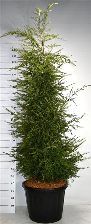 Tsuga canadensis, D 58