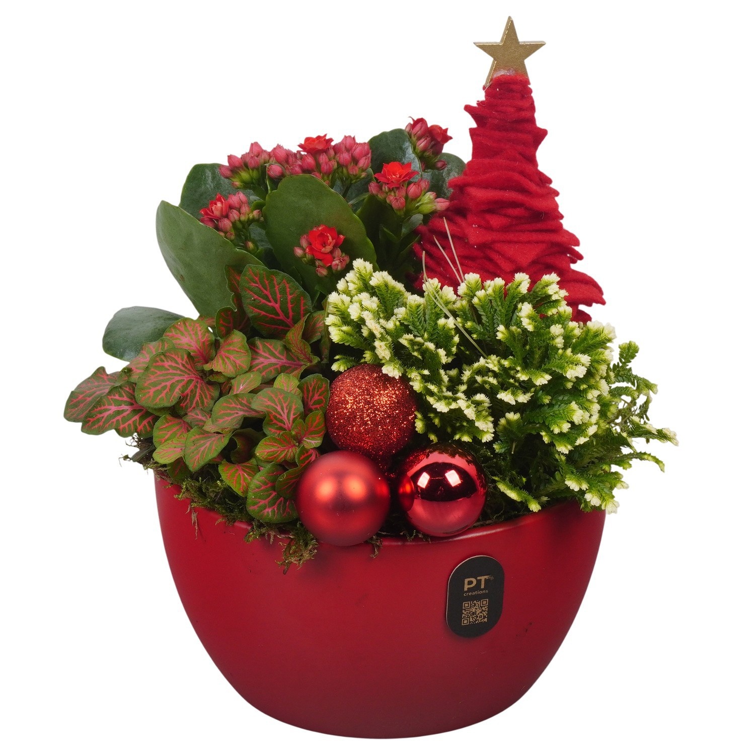 PTCHR9568 Arrangement Christmas Red in keramiek schaal, D 16