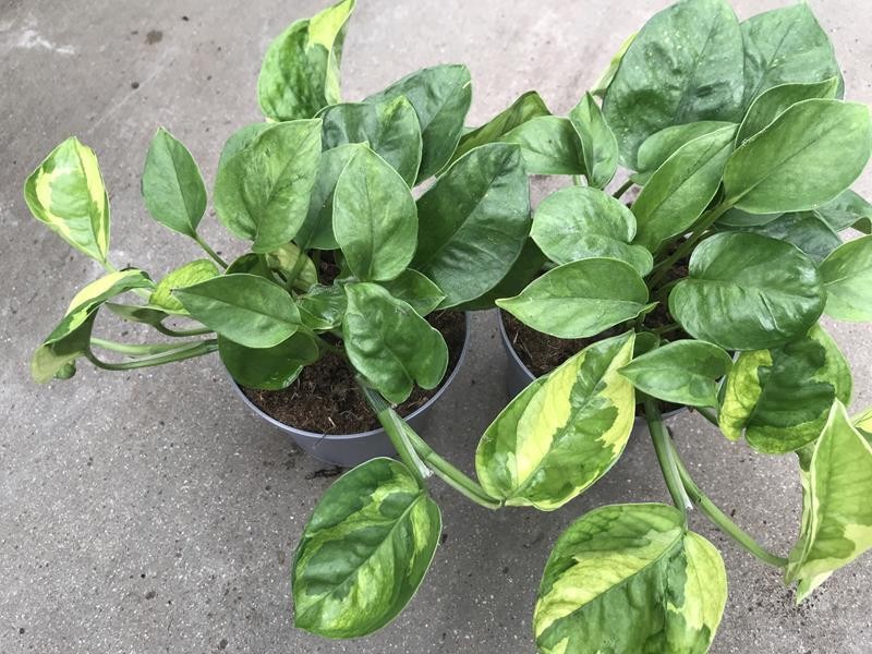 EPIPREMNUM PINNATUM 'LEMON MERINGUE', D 12 cm