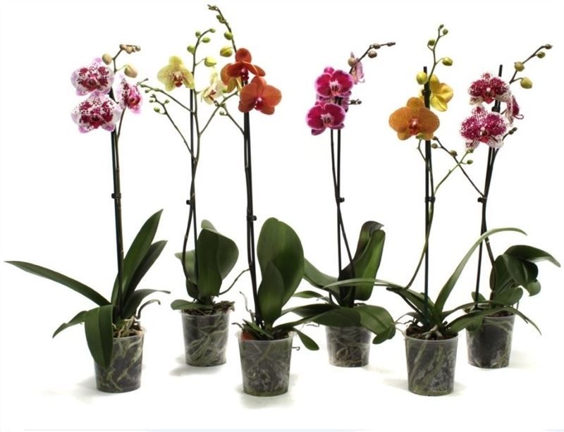Phal mix special 1T09+, D 12