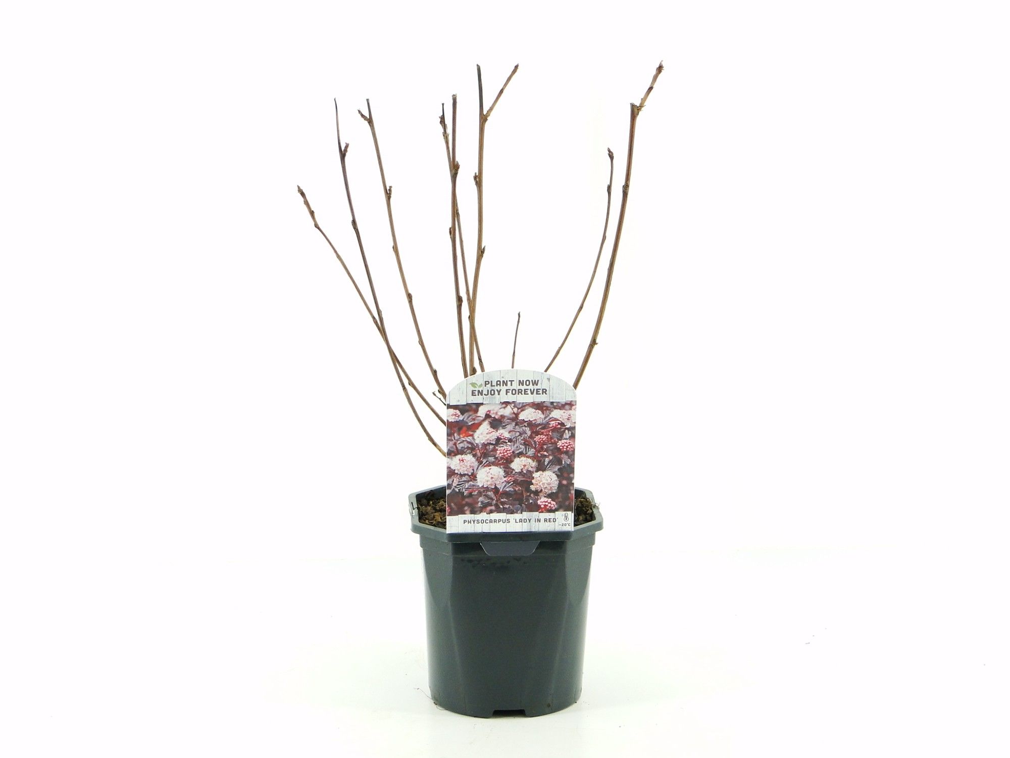 Physocarpus op. Lady in Red, D 17