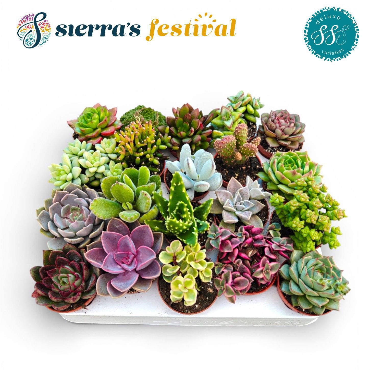 Festival® - Succulent Mix (Deluxe), D 5,5