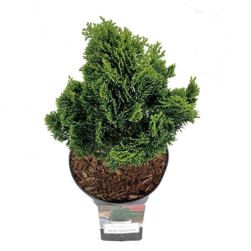 Chamaecyparis o. 'Nana Gracilis', D 18