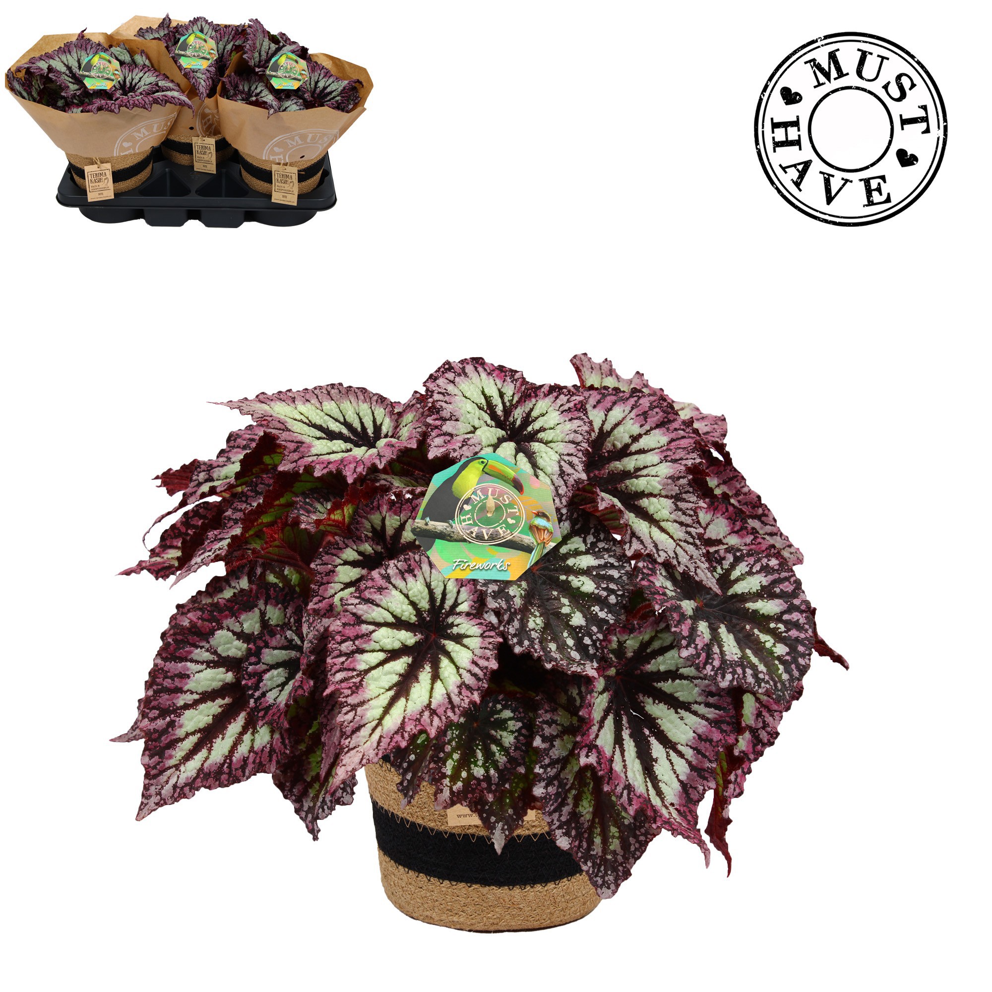 Bladbegonia Rex 17 Fireworks in jutte mand 'Must Have', D 17