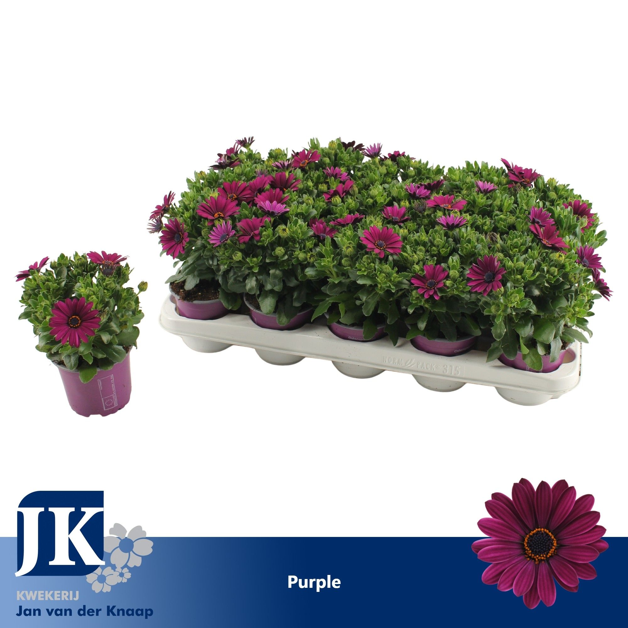 osteospermum Paars TST, D 10,5
