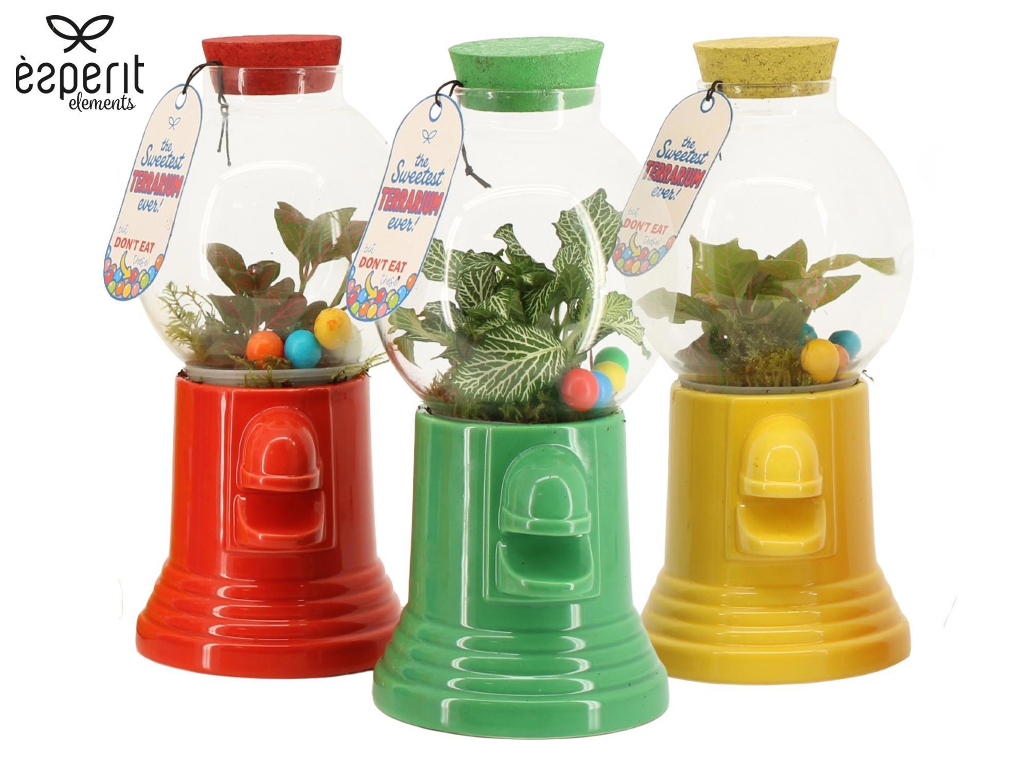 90896: Terrarium arrangement, D 13