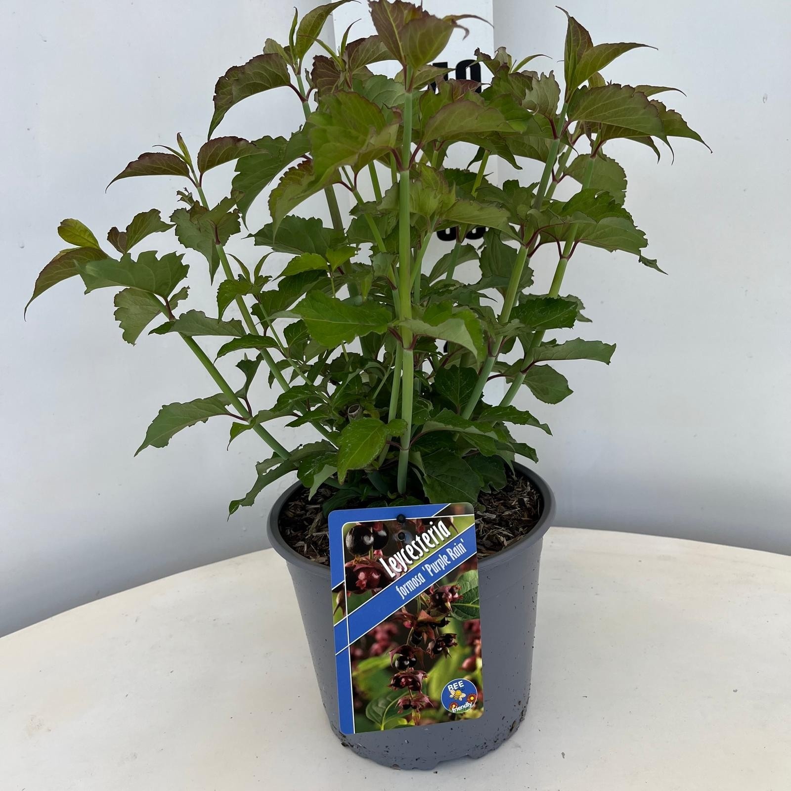 Leycesteria formosa 'Purlpe Rain', D 19