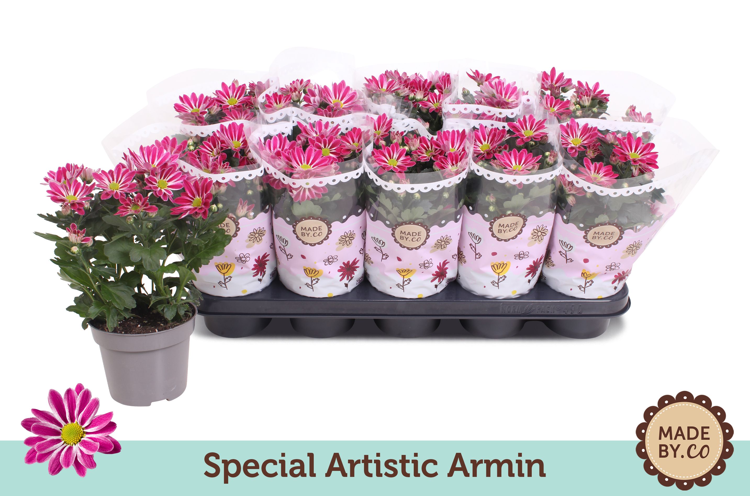 Chrysant Special Artistic Armin, D 12 cm Chrysant Special Artistic Armin, D 12 cm