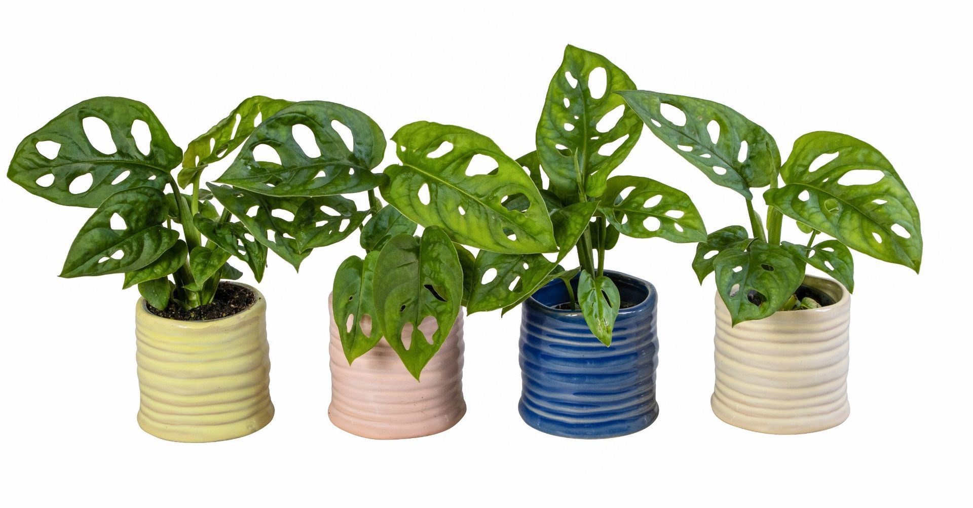 L 66171 With Monstera 6 cm, D 6